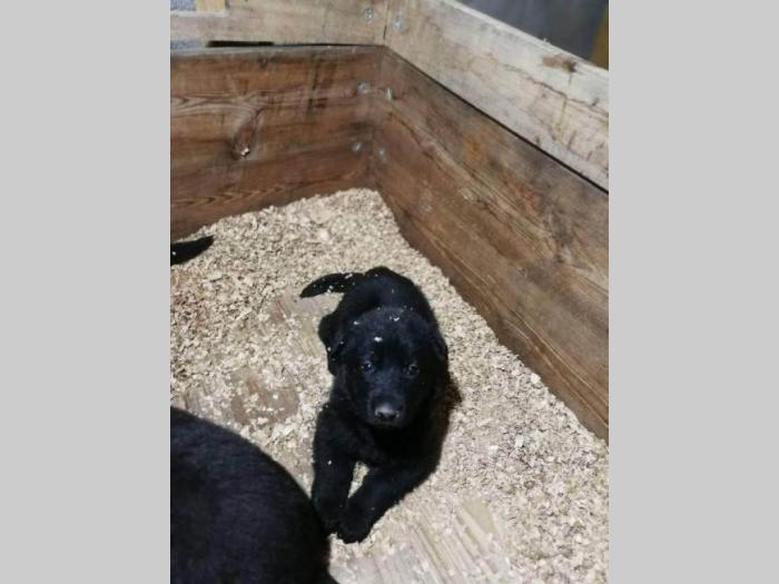 crni nemački ovčar štenci besplatni mali oglasi