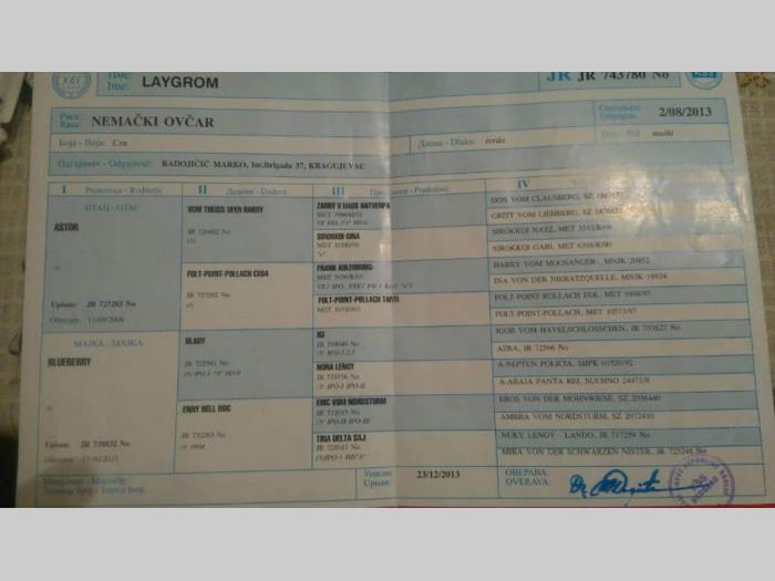 crni nemački ovčar štenci besplatni mali oglasi