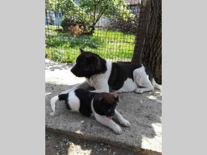 američka akita štenci extra kvaliteta besplatni mali oglasi