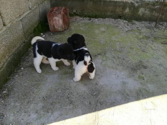 američka akita štenci extra kvaliteta besplatni mali oglasi