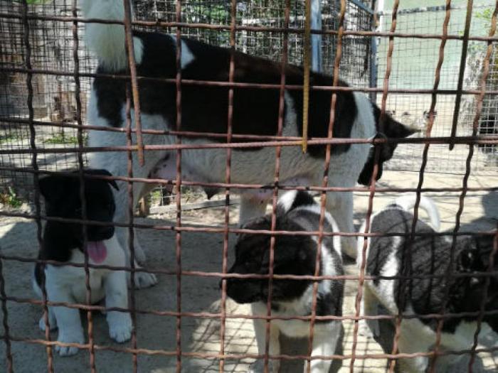 američka akita štenci extra kvaliteta besplatni mali oglasi