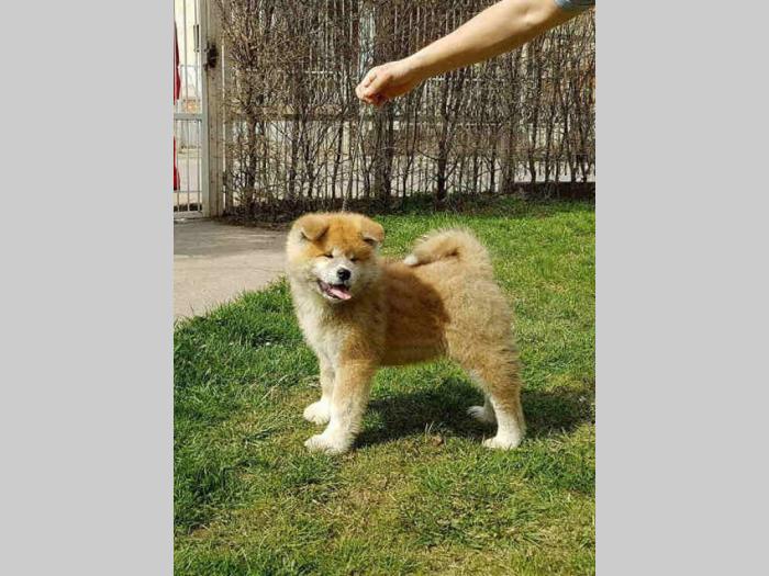 akita inu prvobirano štene besplatni mali oglasi
