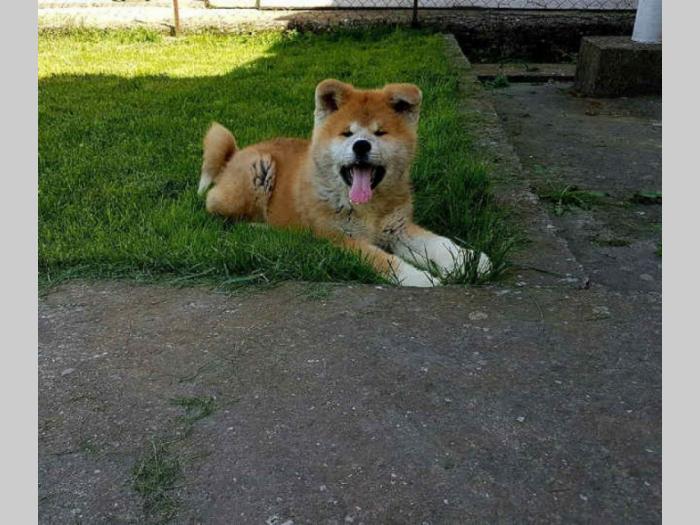 akita inu prvobirano štene besplatni mali oglasi