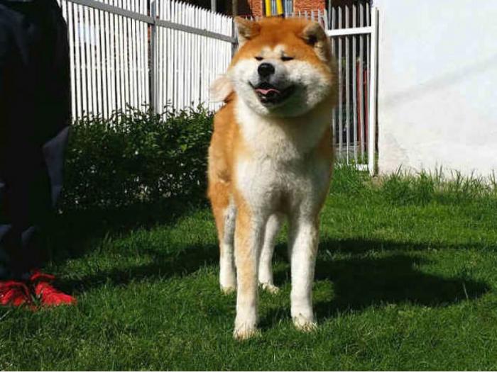 akita inu prvobirano štene besplatni mali oglasi