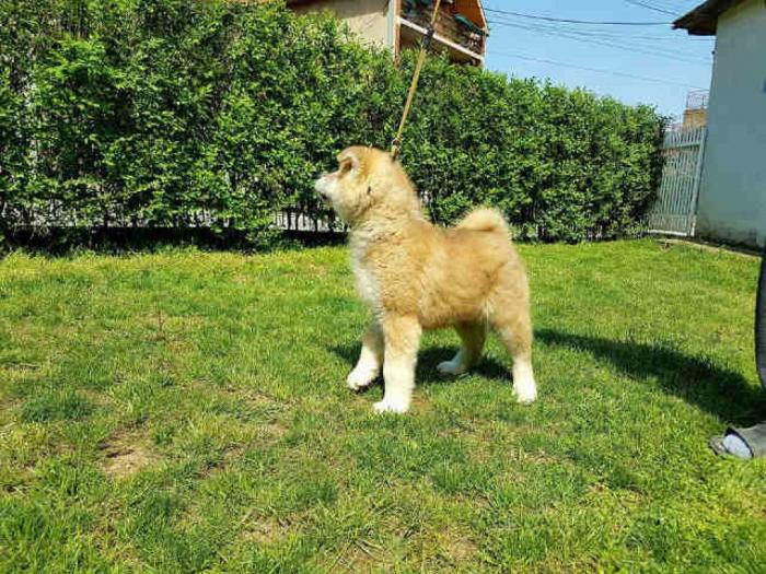 akita inu prvobirano štene besplatni mali oglasi