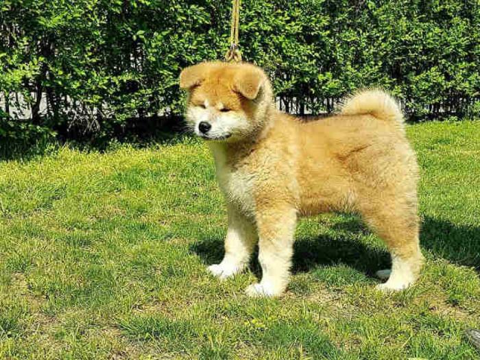 akita inu prvobirano štene besplatni mali oglasi
