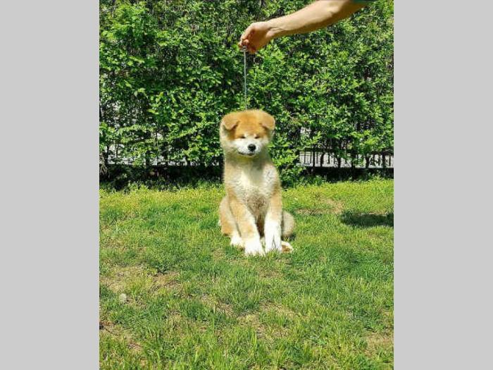 akita inu prvobirano štene besplatni mali oglasi