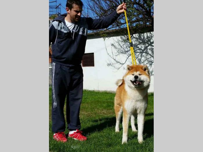 akita inu prvobirano štene besplatni mali oglasi