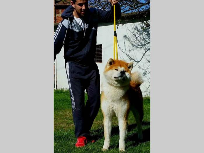 akita inu prvobirano štene besplatni mali oglasi