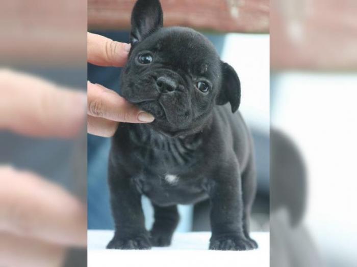 francuski buldog štanci besplatni mali oglasi