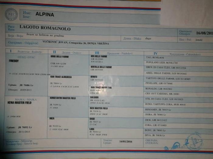 lagoto romanjolo štenci i odrasli psi besplatni mali oglasi