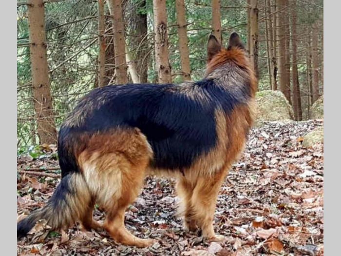 nemački ovčar izuzetna, rasna štenad besplatni mali oglasi