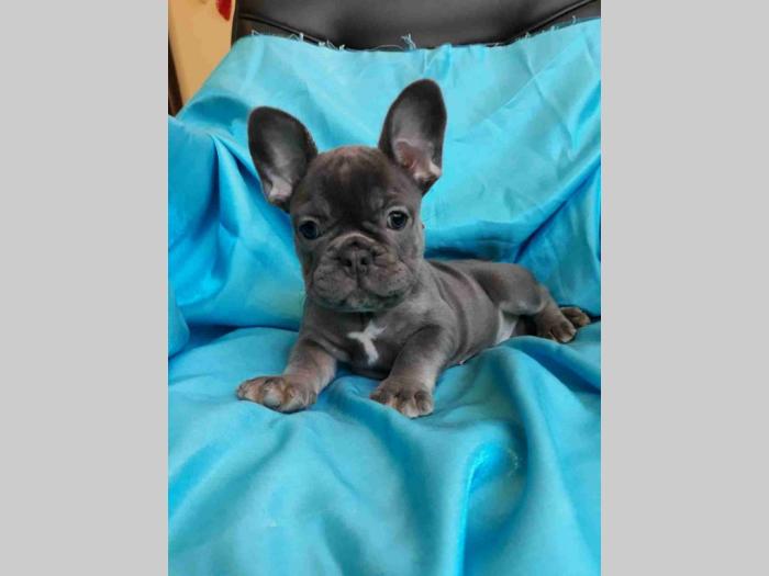 francuski bulldog štenci besplatni mali oglasi