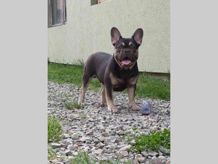 francuski bulldog štenci besplatni mali oglasi
