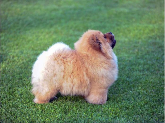 chow chow žensko štene besplatni mali oglasi
