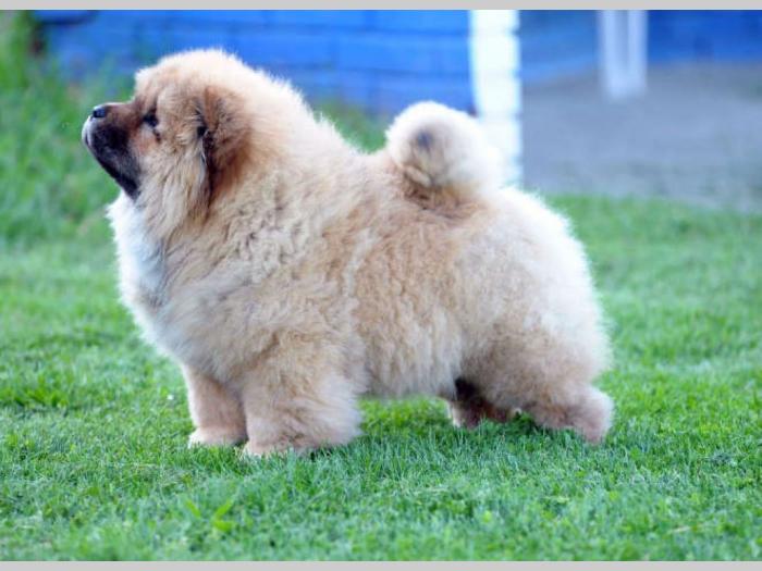 chow chow žensko štene besplatni mali oglasi