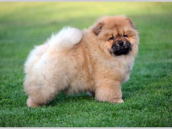 chow chow žensko štene besplatni mali oglasi