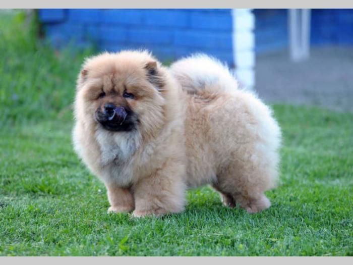 chow chow žensko štene besplatni mali oglasi