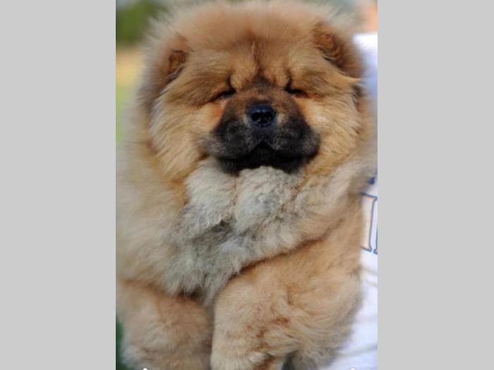 chow chow žensko štene besplatni mali oglasi