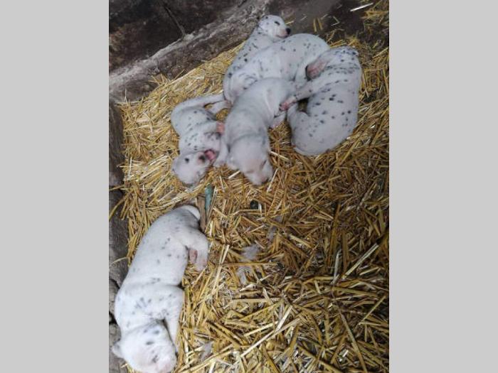 štenci dalmatinca iz dva legla besplatni mali oglasi