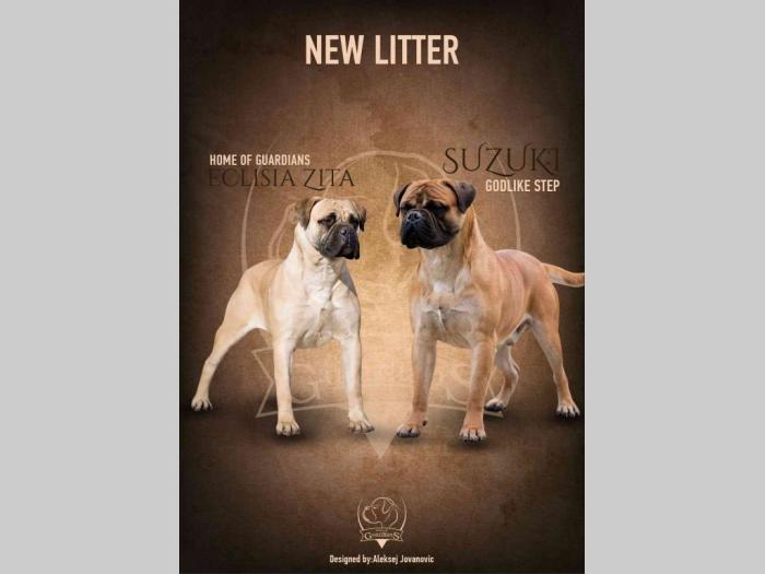 na prodaju štenad bullmastiff a besplatni mali oglasi