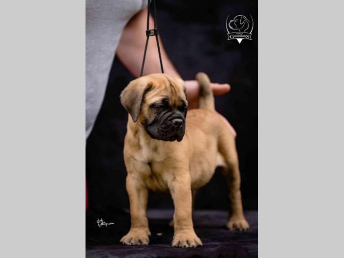 na prodaju štenad bullmastiff a besplatni mali oglasi