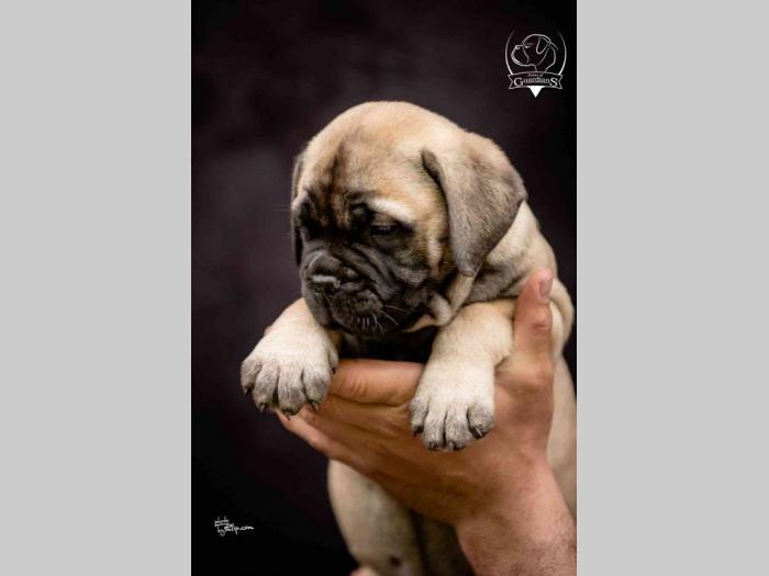 na prodaju štenad bullmastiff a besplatni mali oglasi