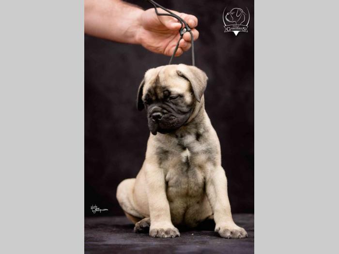 na prodaju štenad bullmastiff a besplatni mali oglasi