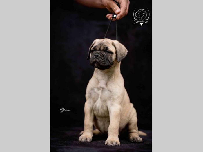 na prodaju štenad bullmastiff a besplatni mali oglasi