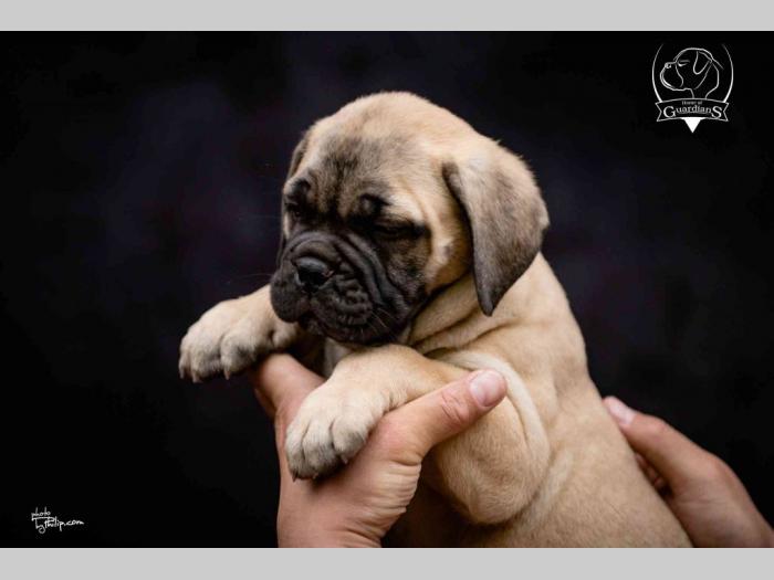 na prodaju štenad bullmastiff a besplatni mali oglasi