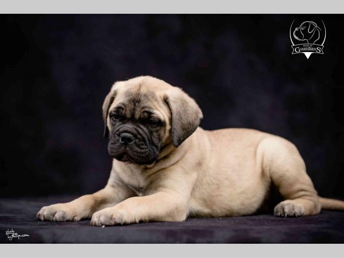 na prodaju štenad bullmastiff a besplatni mali oglasi