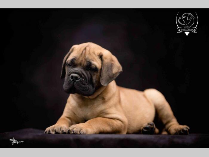 na prodaju štenad bullmastiff a besplatni mali oglasi