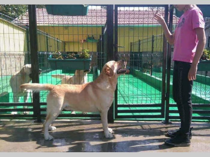 labrador retriver vrhunski odrasli psi besplatni mali oglasi