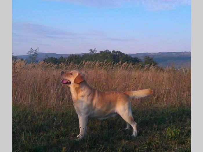labrador retriver vrhunski odrasli psi besplatni mali oglasi