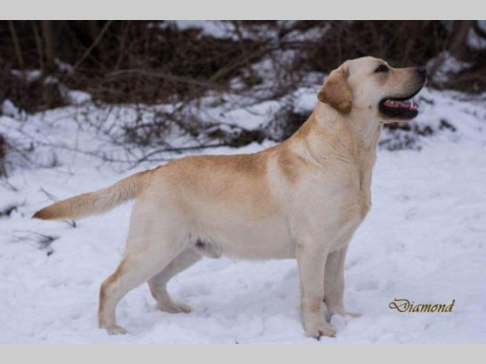 labrador retriver vrhunski odrasli psi besplatni mali oglasi