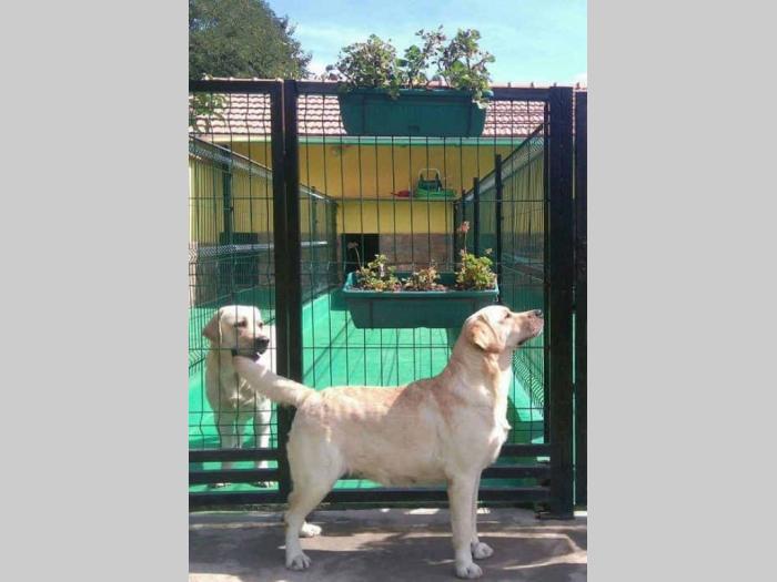 labrador retriver vrhunski odrasli psi besplatni mali oglasi