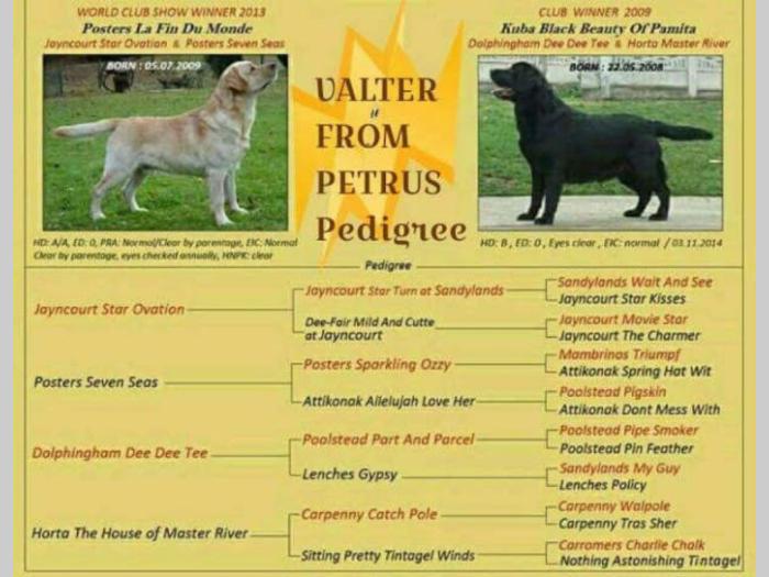 labrador retriver vrhunski odrasli psi besplatni mali oglasi