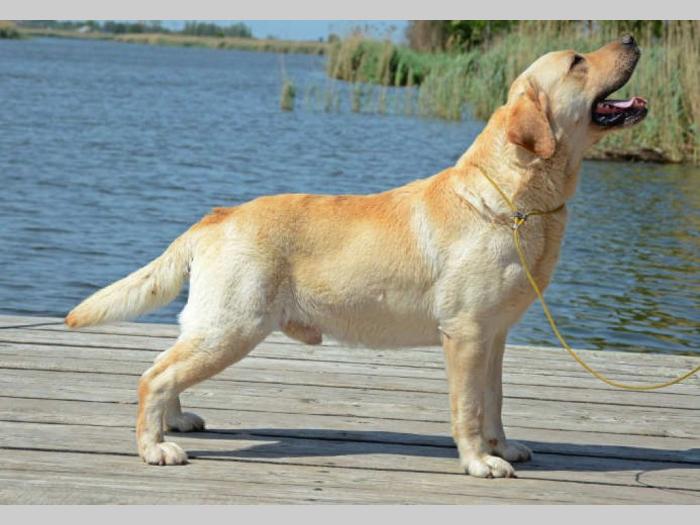 labrador retriver vrhunski odrasli psi besplatni mali oglasi