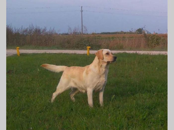 labrador retriver vrhunski odrasli psi besplatni mali oglasi