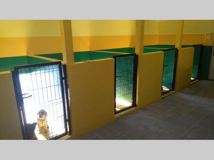 labrador retriver vrhunski odrasli psi besplatni mali oglasi