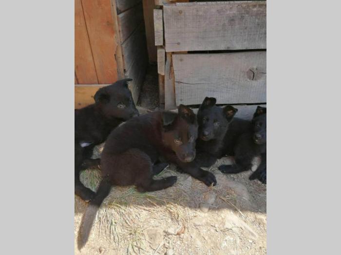 nemački ovčar vrhunskog porekla, dostava besplatni mali oglasi