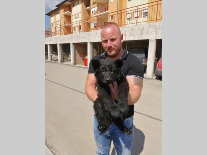 nemački ovčar vrhunskog porekla, dostava besplatni mali oglasi