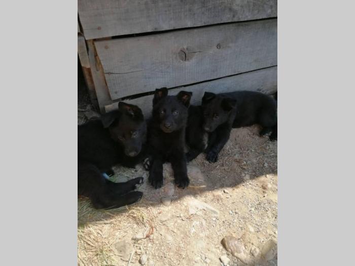 nemački ovčar vrhunskog porekla, dostava besplatni mali oglasi