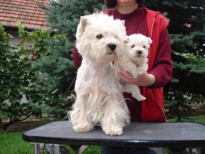 westie terier vrhunski štenci besplatni mali oglasi