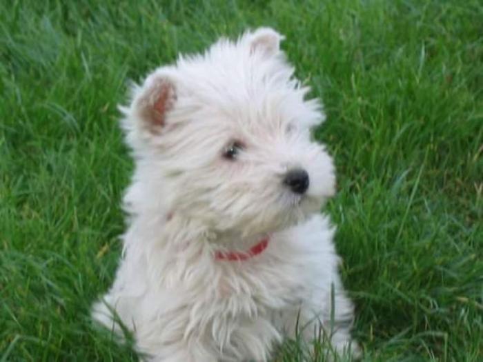 westie terier vrhunski štenci besplatni mali oglasi