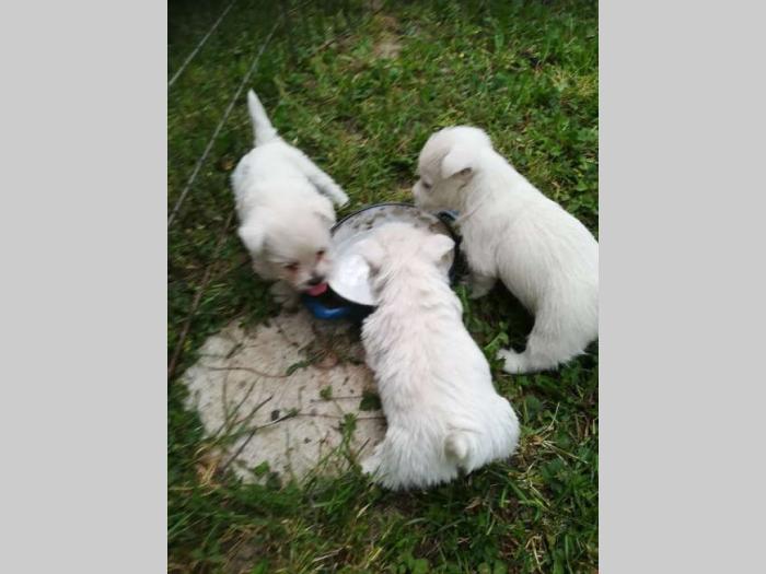 westie terier vrhunski štenci besplatni mali oglasi