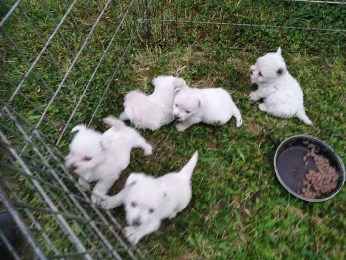 westie terier vrhunski štenci besplatni mali oglasi