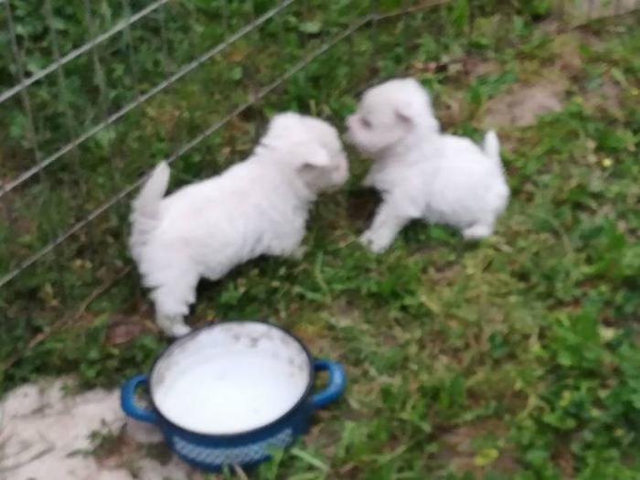 westie terier vrhunski štenci besplatni mali oglasi