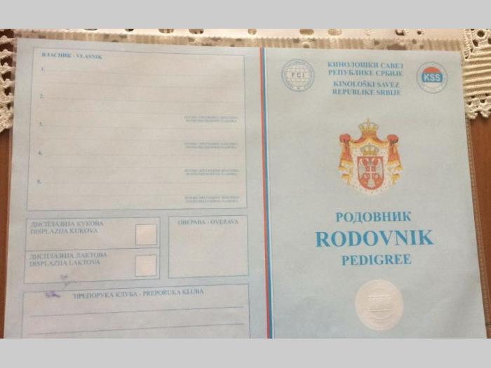 kovrdžavi bišon muško štene od 7 meseci besplatni mali oglasi