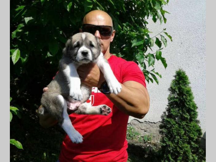 srednjeazijski ovčar štenci na prodaju besplatni mali oglasi